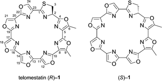 Telomestatin S Stereoisomer of telomestatin as a potent Gquadruplex binder and