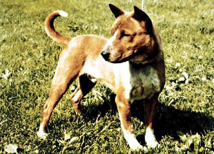 Telomian Telomian Dog Breed Information Pictures amp More