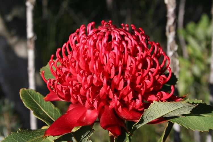 Telopea speciosissima Telopea speciosissima New South Wales Waratah plant lust