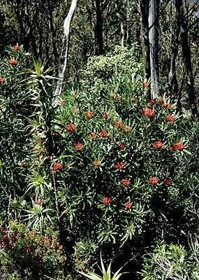 Telopea truncata Growing Waratahs Australian Plant Information