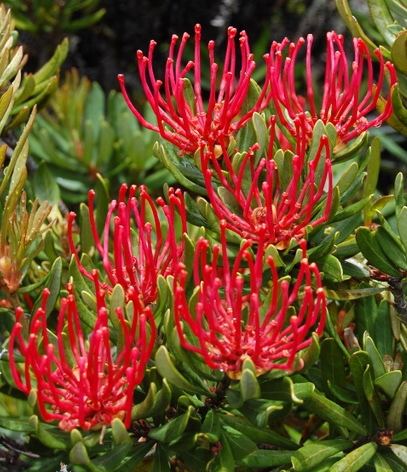 Telopea truncata Telopea truncata Tasmanian Waratah davidtng Flickr