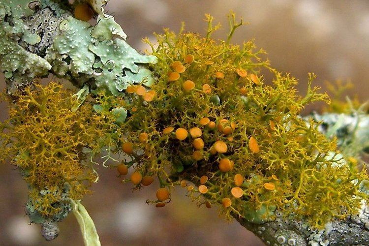 Teloschistes Ways of Enlichenment Lichens of North America