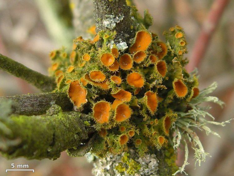Teloschistes chrysophthalmus Ways of Enlichenment Lichens of North America