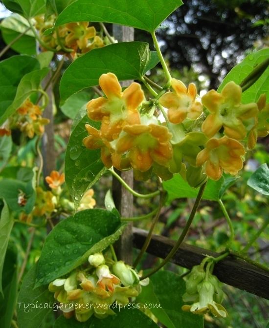 Telosma Telosma Cordata Typicalgardener39s Blog