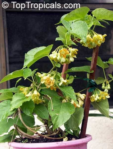 Telosma Telosma cordata Telosma minor Pakalana vine Tonkin Jasmine