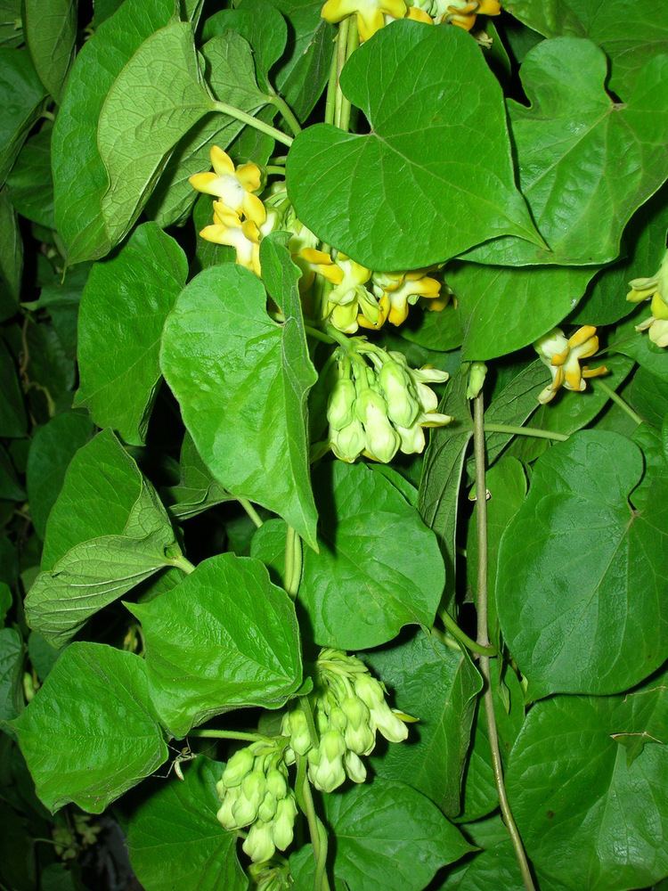 Telosma cordata pakalana Chinese violet Telosma cordata