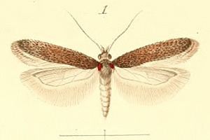 Telphusa cistiflorella