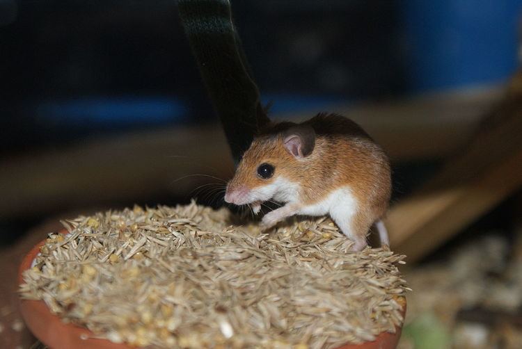 Temminck's mouse