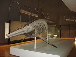 Temnodontosaurus Temnodontosaurus Wikipedia