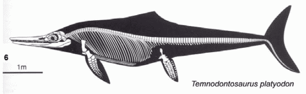 Temnodontosaurus Palaeos Vertebrates Ichthyosauria Temnodontosaurs and Eurhinosaurs