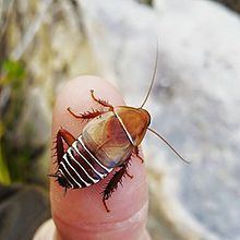 Temnopteryx (cockroach) httpsuploadwikimediaorgwikipediacommonsthu