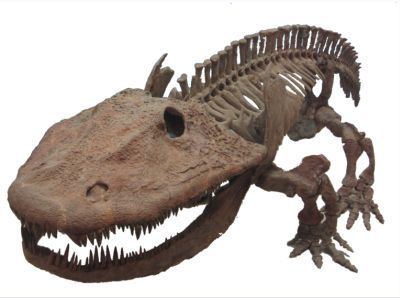 Temnospondyli Palaeos Vertebrates Temnospondyli Eryopoidea