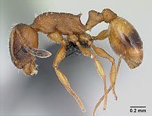 Temnothorax httpsuploadwikimediaorgwikipediacommonsthu