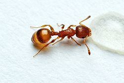 Temnothorax albipennis Temnothorax Wikipedia