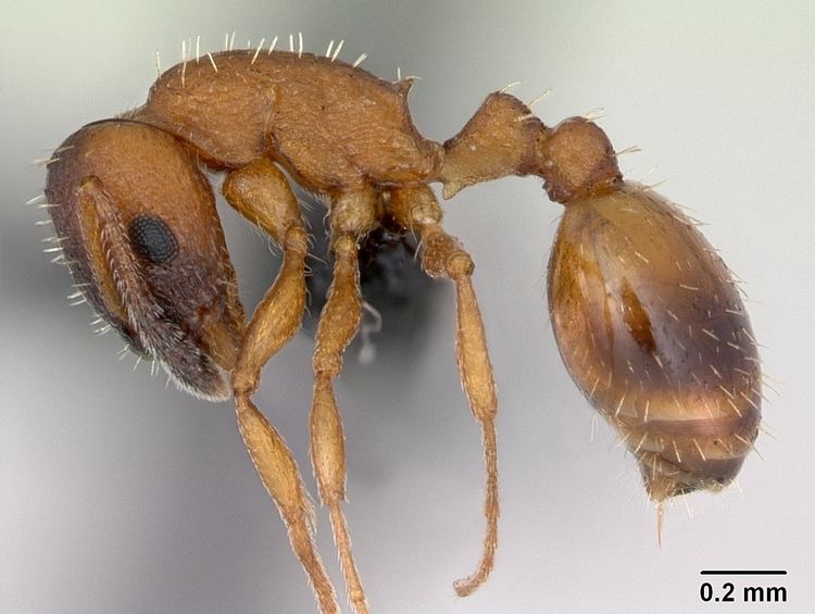 Temnothorax albipennis httpsuploadwikimediaorgwikipediacommonsbb