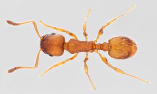Temnothorax albipennis Temnothorax albipennis Curtis 1854 Discover Life