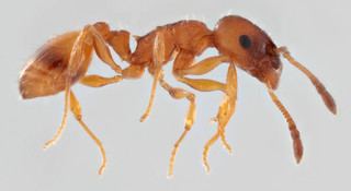 Temnothorax albipennis Temnothorax albipennis Curtis 1854 Discover Life