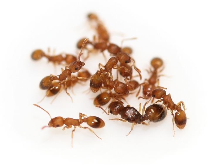 Temnothorax unifasciatus ANTSTORE Ameisenshop Ameisen kaufen Temnothorax unifasciatus