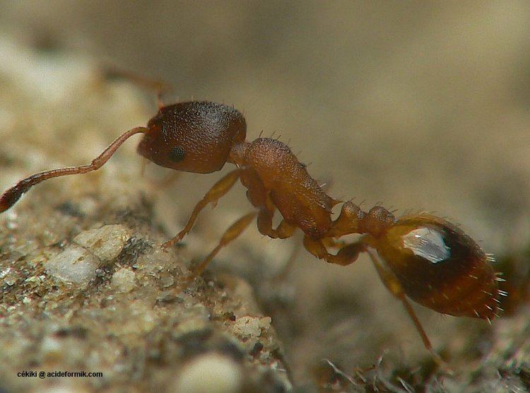 Temnothorax unifasciatus l39levage de fourmis ACIDEFORMIK