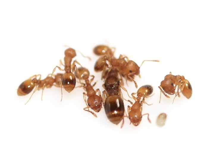 Temnothorax unifasciatus ANTSTORE Ameisenshop Ameisen kaufen Temnothorax unifasciatus