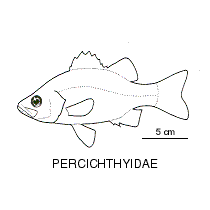 Temperate perch fishesofaustralianetauimagesfamilypercichthyi