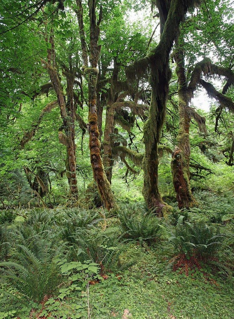 Temperate rainforest