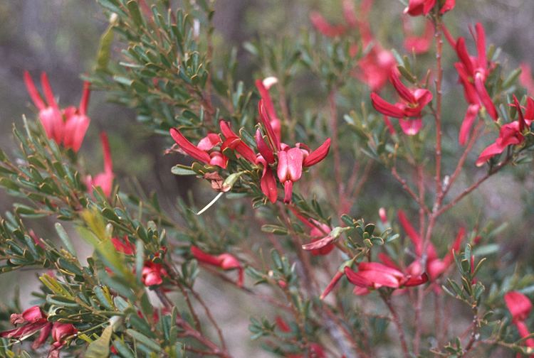 Templetonia Templetonia retusa Cocky39s Tongue Mallee Native Plants