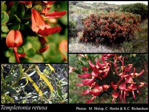 Templetonia retusa Templetonia retusa Vent RBr FloraBase Flora of Western Australia