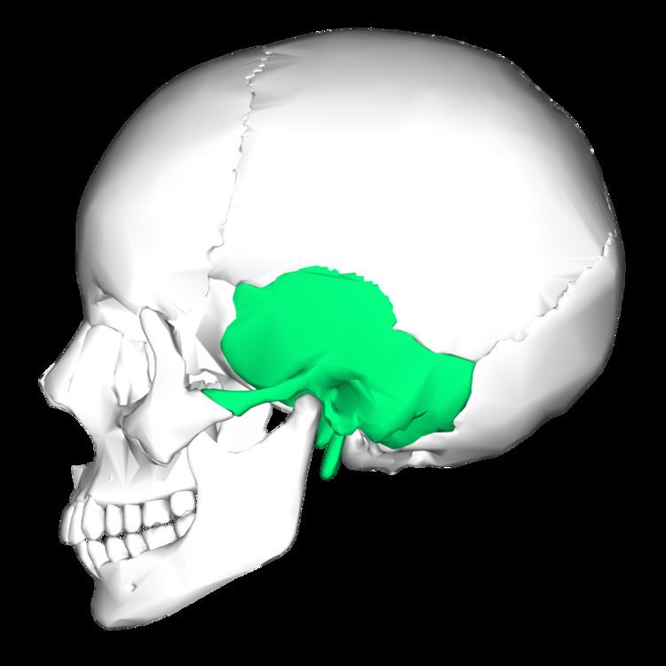 Temporal bone