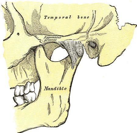 Temporomandibular ligament