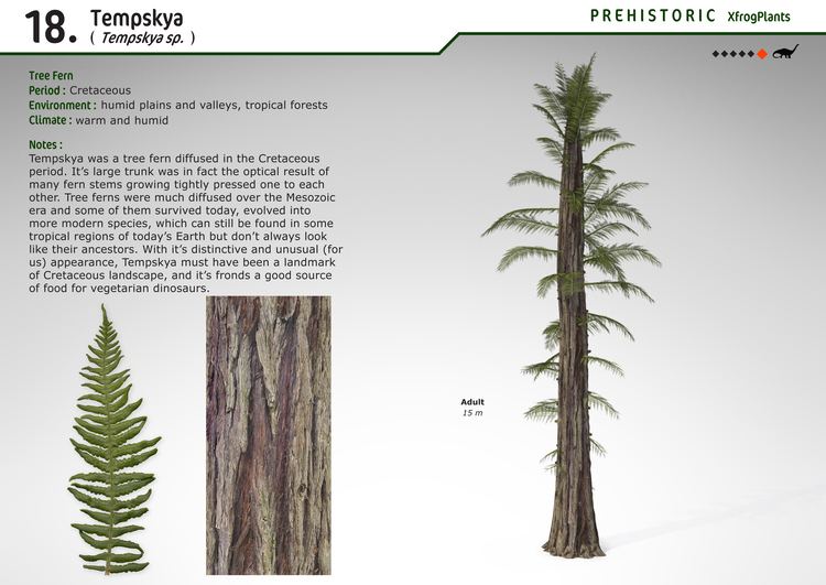 Tempskya XfrogPlants Tempskya Xfrogcom