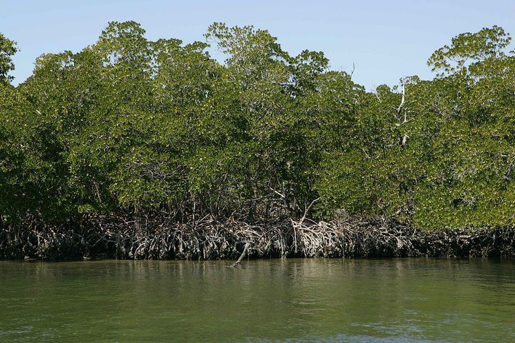 Ten Thousand Islands National Wildlife Refuge
