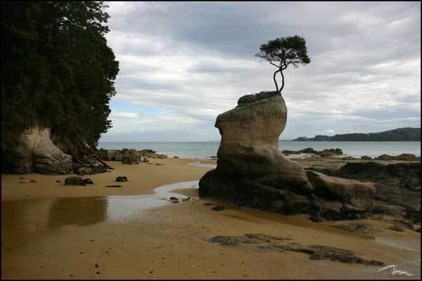 Tenacity on the Tasman movie scenes A typical Abel Tasman National Park coastal scene We were impressed by the tenacity of that Manuka tree clinging to life on that rock outcrop 