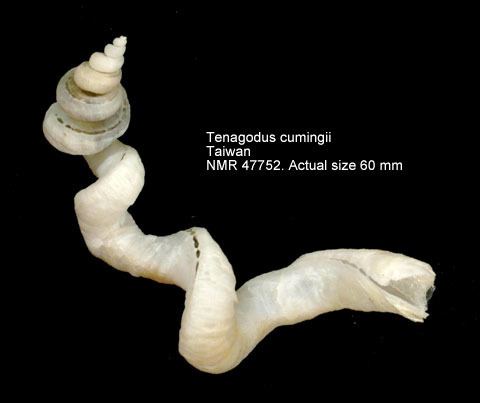 Tenagodus HomeNATURAL HISTORY MUSEUM ROTTERDAM Mollusca Gastropoda