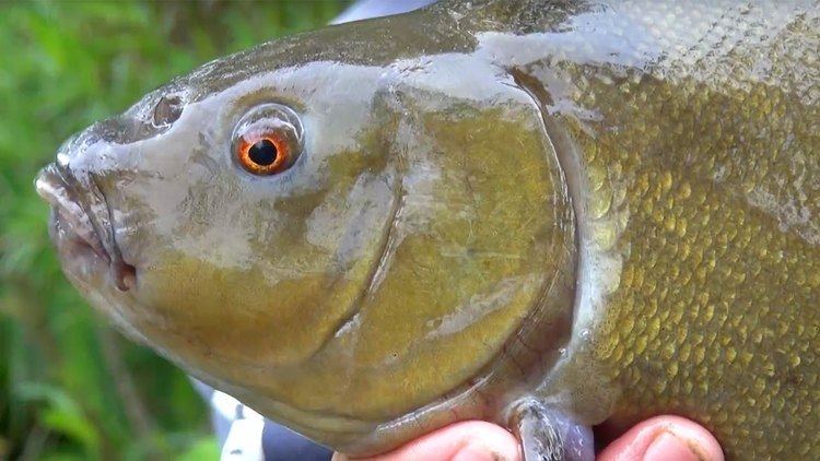 Tench Tench Fishing Time For Tench Part One YouTube