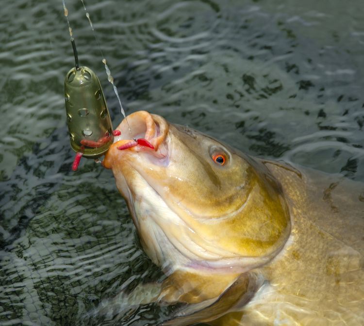 Tench Top tench baits