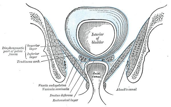 Tendinous arch of pelvic fascia