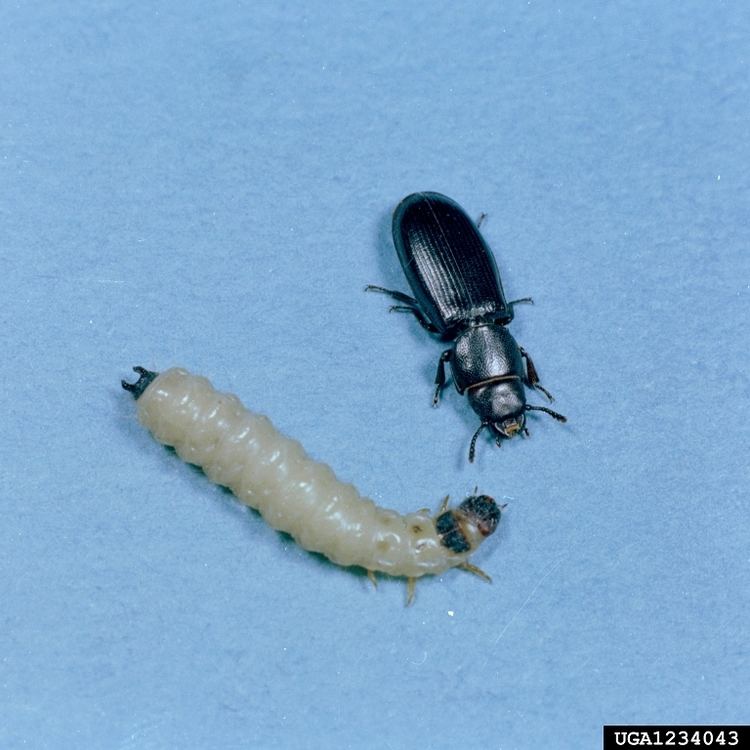 Tenebroides mauritanicus cadelle beetle Tenebroides mauritanicus Coleoptera Trogossitidae