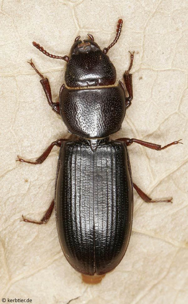 Tenebroides mauritanicus Compare beetle photos Tenebroides mauritanicus Tenebroides fuscus