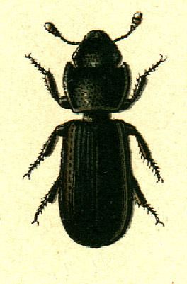 Tenebroides mauritanicus Tenebroides mauritanicus Wikipedia ting Vit