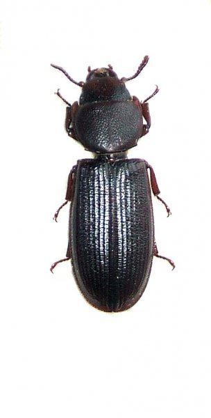 Tenebroides mauritanicus Image Tenebroides mauritanicus Cadelle BioLibcz