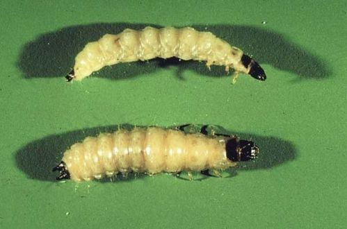 Tenebroides mauritanicus Cadelle Beetle Tenebroides mauritanicus