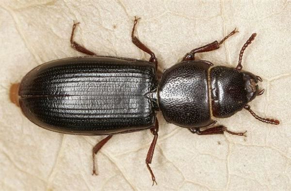 Tenebroides mauritanicus Entomologia agraria Struggigrano