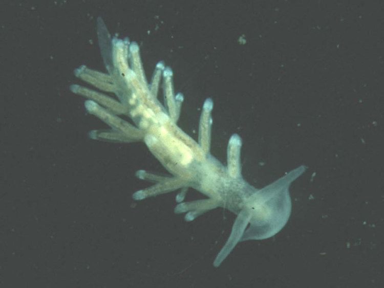Tenellia adspersa MarLIN The Marine Life Information Network Lagoon sea slug