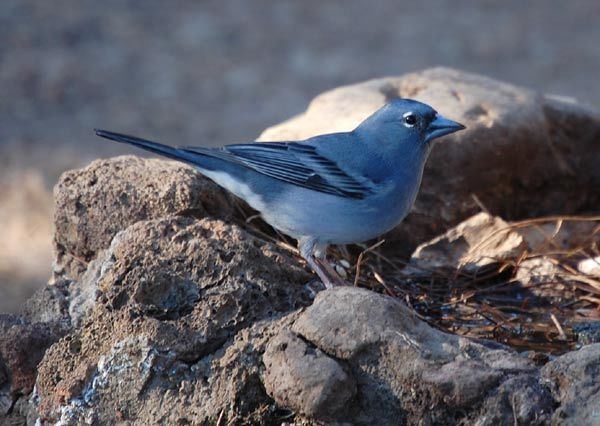 Tenerife blue chaffinch Surfbirds Online Photo Gallery Search Results