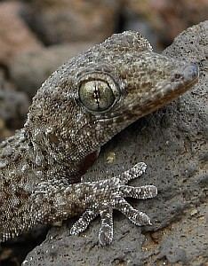 Tenerife gecko Lastminute places on Western Canaries tour