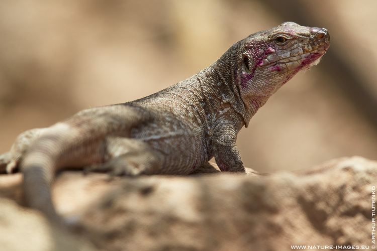 Tenerife speckled lizard Nature Images by Arthur Tiutenko Which lens