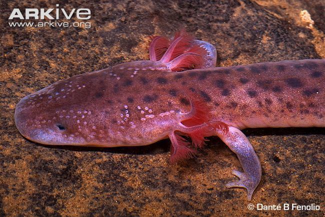 Tennessee cave salamander Tennessee cave salamander videos photos and facts Gyrinophilus