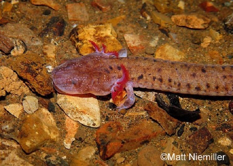 Tennessee cave salamander Tennessee Watchable Wildlife Tennessee Cave Salamander