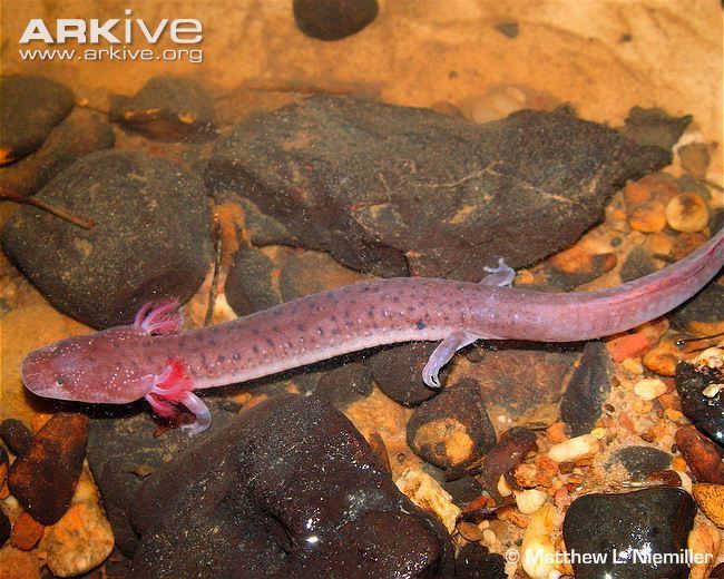 Tennessee cave salamander cdn2arkiveorgmediaFEFE948B48BE36471F88B8C